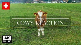 Cows Reaction to Alan Walker Faded