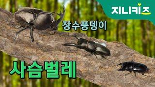 사슴벌레Lucanidae vs 장수풍뎅이Dynastid beetle  생생자연도감  자연관찰 Science Story  곤충동화