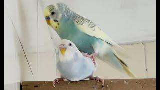 Budgies mating. First time learning to mount  hold and balance Cai-Hong and Yuki the budgie