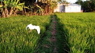 asiiknya bermain dengan burung kuntul jinak 