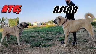 MUŞUN DEV KÖPEKLERİ VE DEVLERİ DEVİREN ATEŞİ