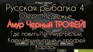 РР4. Озеро Медвежье. Где ловить ТРОФЕЙ Амур Черный + Амур Белый Карп Чешуйчатый и трофей карась.