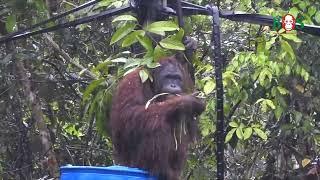 Kikan im Regen  BOS  orangutan.de