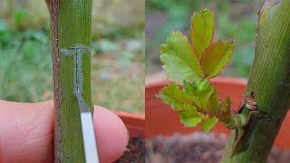 Grafting plants  Grafting Rose by T-Budding - Rose bud grafting