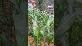 kali aama ko naya videos so amazing place like haven in nepal@ halko ramailo