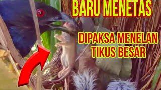 INI PARAHANAK BURUNG BUBUT BARU MENETAS DIPAKSA MENELAN TIKUS BESAR