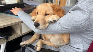 Needy Golden Retriever Puppy Wont Leave Her Owners Lap