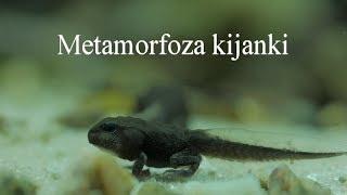 Metamorfoza kijanki ropuchy szarej. Metamorphosis of tadpoles