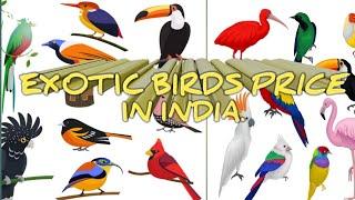 Exotic Birds price in india. Video No# 114