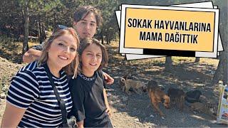 SOKAK HAYVANLARINA MAMA DAĞITTIK 