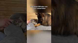 100-Pound German Shepherd takes care of his 1 pound kitten #leofucarev