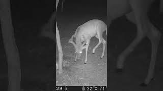 8 point buck #deer #bowhunting #caughtontrailcam