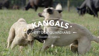 ALL ABOUT THE KANGAL DOG THE FINEST GUARDIAN DOG