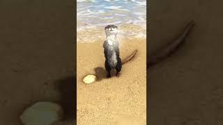 ARK Otter Incident