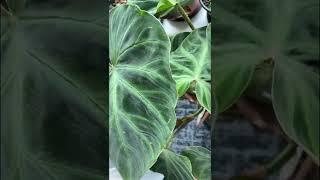 Philodendron verrucosum in Netherlands