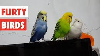 Flirty Birds  Funny Bird Video Compilation 2017