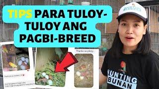 TEKNIK para DERETSO ang PANGINGITLOG ng AFRICAN LOVEBIRDS  TIPS para TULOY ang PAGBREED ng ibon