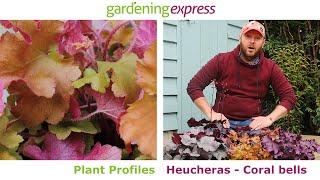 Plant Profile - Heuchera Evergreen Plants