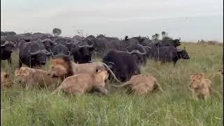 The REAL Lion vs. buffalo battlefield