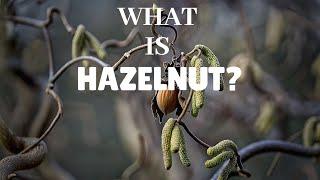 WHAT IS HAZELNUT & HOW CAN YOU BENEFIT FROM IT?