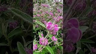 Phlomis purpurea Purple Phlomis is a Stunning Lavender from Spain  #lavender #gardening