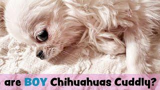 Are Males Chihuahuas Lovable and Cuddly?