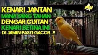 CUITAN KENARI BETINA MEMANGGIL JANTAN PALING AMPUH #kenari#kenarigacor #kicaumania