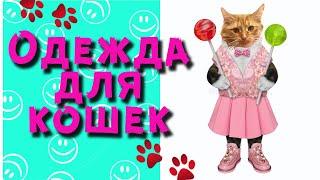 Наша кошка носит платья  одежда для кошек  diy