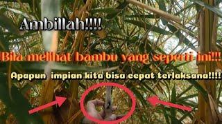 @Bila nemu bambu seperti ini Cepat Ambil apapun yang anda impikan bisa cepat terlaksana ....