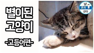 냥혼자산다 고등어편 고양이 별로 돌아간 코숏 고등어태비