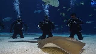 Georgia Aquarium Scuba Dive - Dive with Gentle Giants