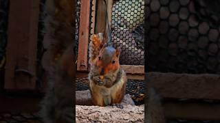 The squirrel come eating corn at the trap #shortvideo #shortsfeed #shorts