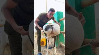 BIGGEST SHEEP  #viral #trending #shorts #sheep