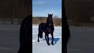 black horse with long hair #shorts #viral #amazing #horse