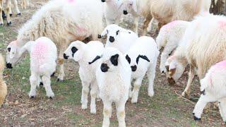 Two young sweet boys lambs meeting their mothers in the Anatolian pastures animals