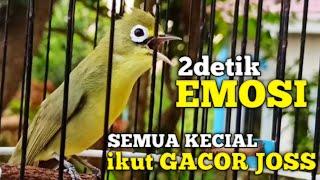 2 DETIK EMOSI CIAK CIAK KECIAL KUNING TERPANCING IKUT GACOR NGEJOS  PALING AMPUH BUKTI KAN SAJA