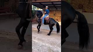 CABALLO BAILADOR