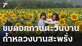 ชมดอกทานตะวันบาน ที่ถ้ำหลวงบานสะพรั่ง  20-01-66  Express NEWS