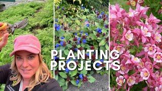 A trio of planting projects  Beautiful groundcover bulletproof evergreen perennial from seed