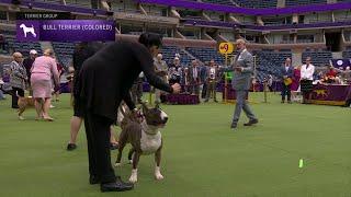 Bull Terriers Colored  Breed Judging 2023