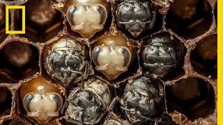Amazing Time-Lapse Bees Hatch Before Your Eyes  National Geographic