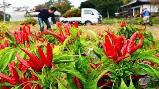 Hawk Claw Chilies - Japan Chili Farming and Harvest - Japanese traditional spices