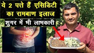 ये दो पत्ते हैं एसिडिटी का रामबाण इलाज शुगर में भी लाभकारी  Acidity Natural Treatment 