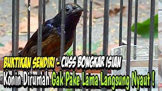 Pancingan Konin Bongkar Isian - Kolibri Ninja atau Leptocoma Sperata