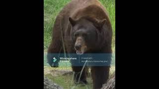 Animal Battle - Black Bear vs Jaguar