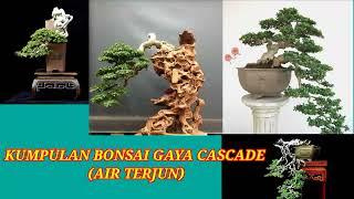 inspirasi bonsai air terjun.   GAYA CASCADE