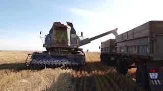 Цены на зерно в Казахстане - сентябрь 2017