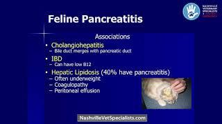 Pancreatitis The Good the Bad and the Ugly in Veterinary Medicine