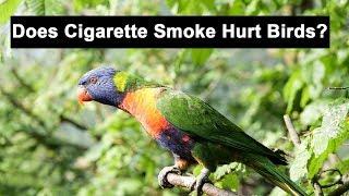 Does Cigarette Smoke Hurt Birds? - Smoking Problems