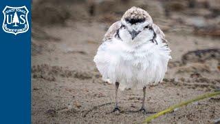 Snowy Plover - Habitat Recovery Along the Oregon Coast